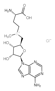 S-(5'-Adenosyl)-L-methionine chloride