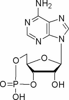 Adenosine cyclophosphate